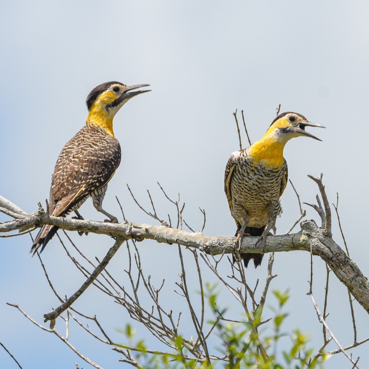 Campo Flicker - ML645965623