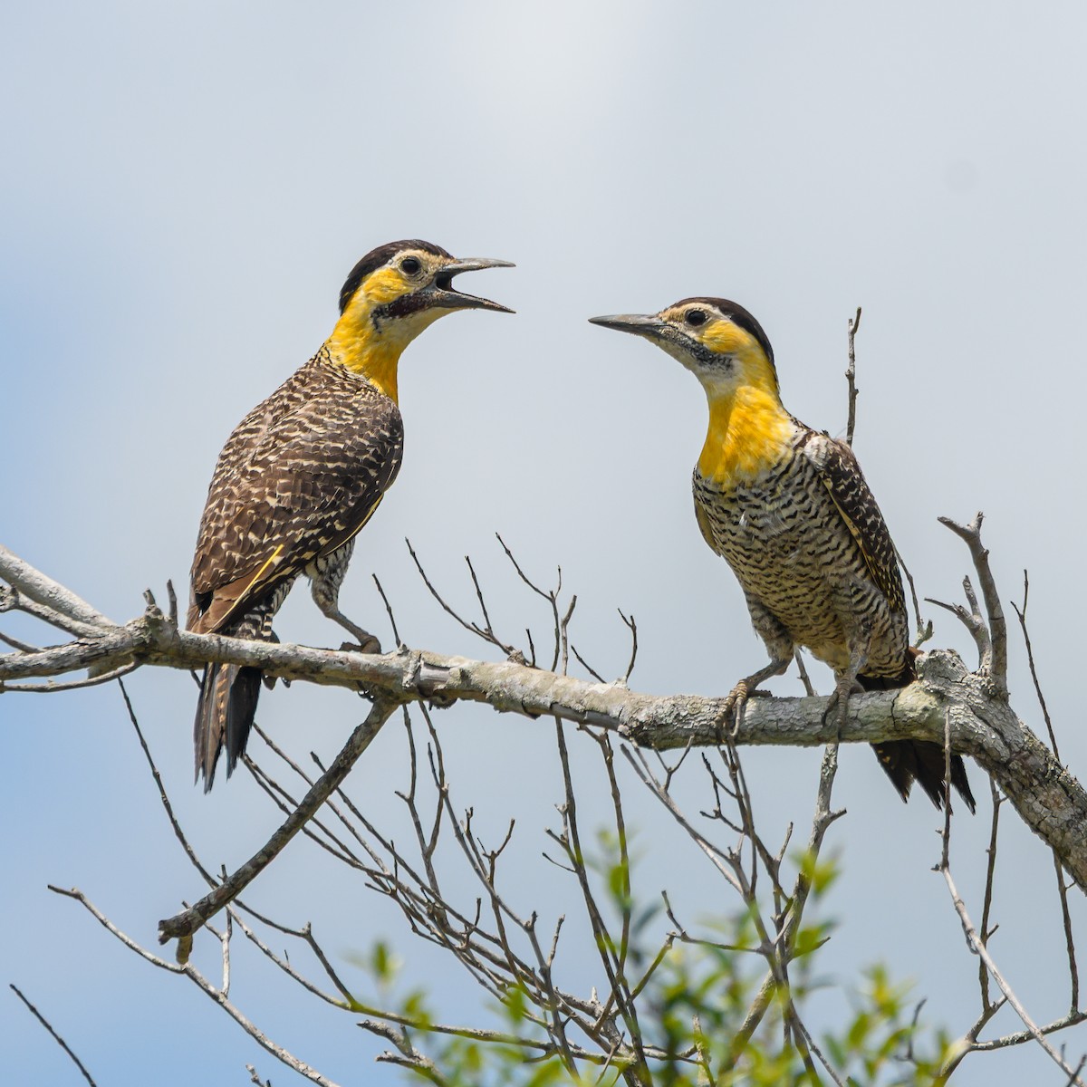 Campo Flicker - ML645965624