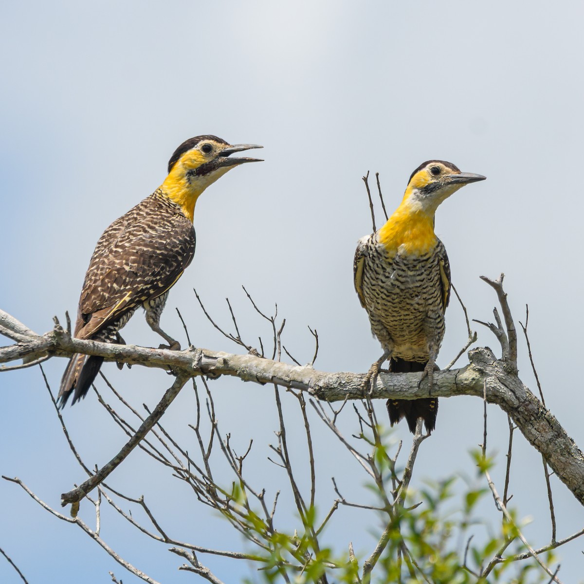 Campo Flicker - ML645965626