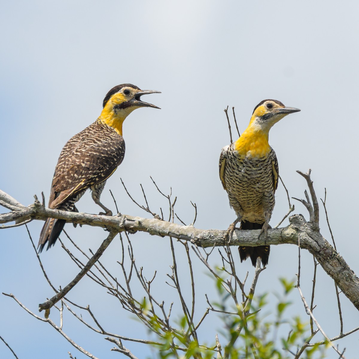 Campo Flicker - ML645965627