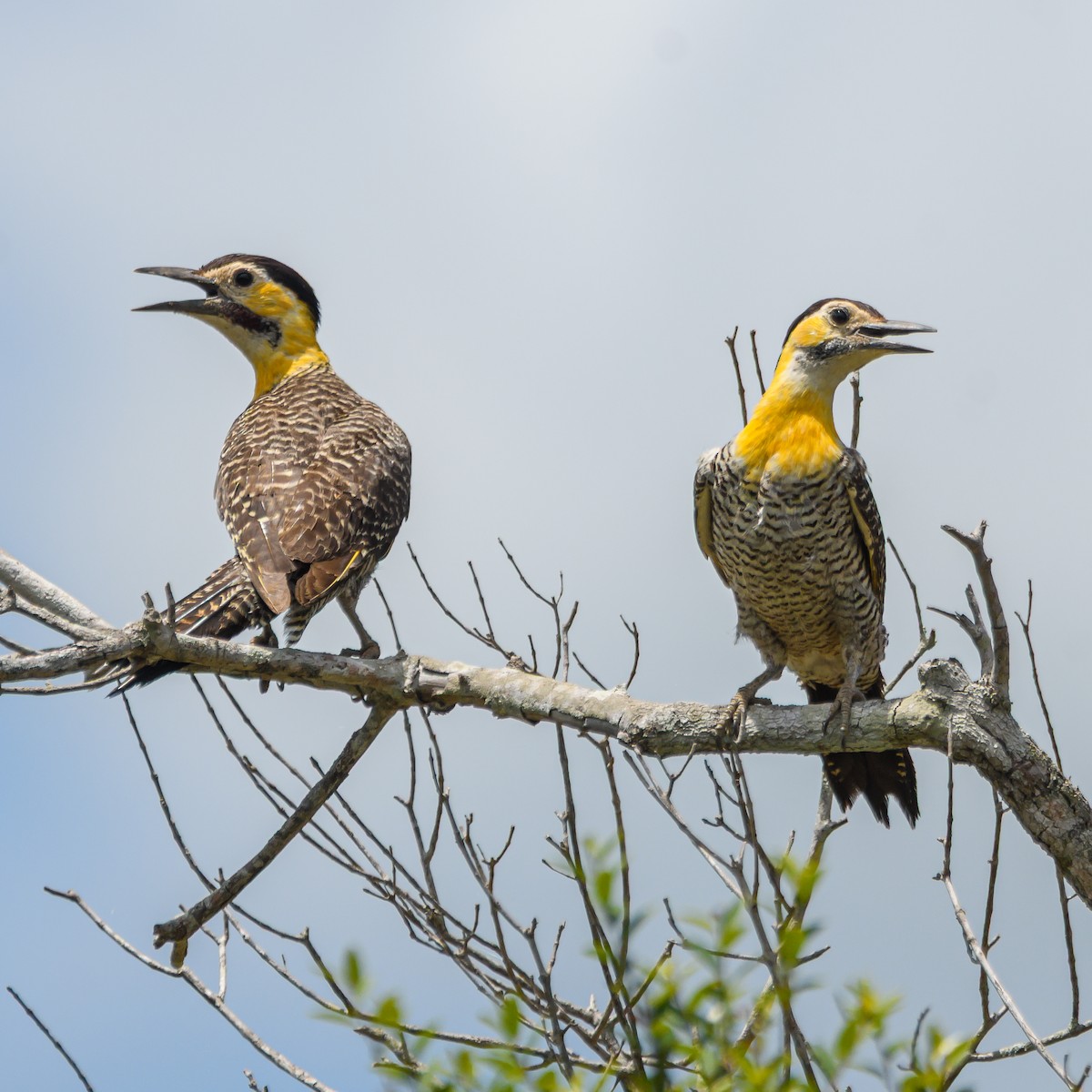 Campo Flicker - ML645965628