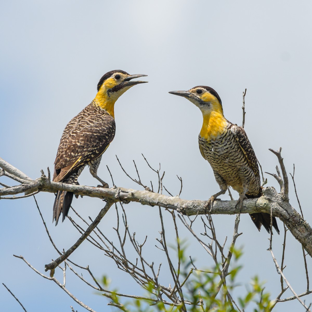 Campo Flicker - ML645965629