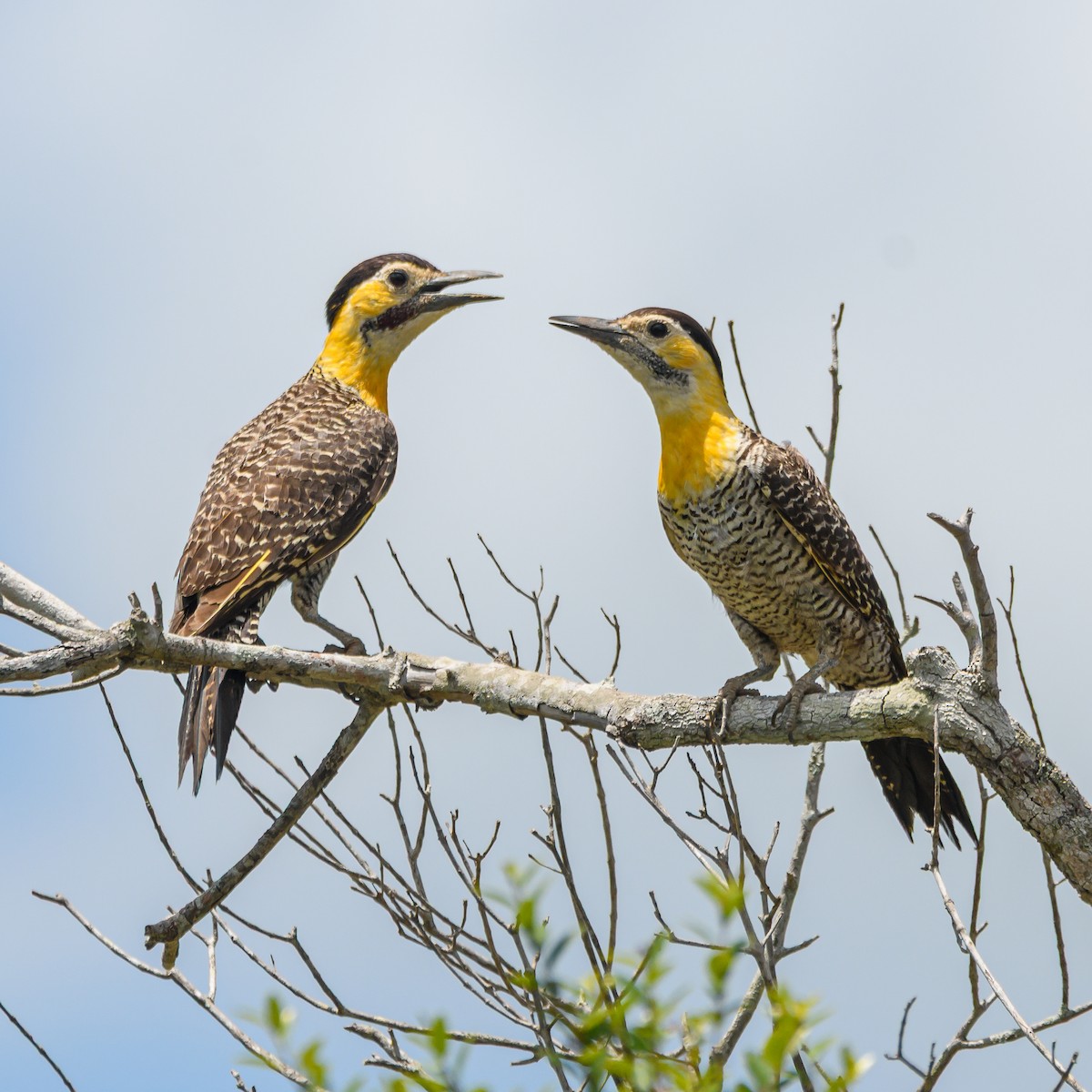 Campo Flicker - ML645965630