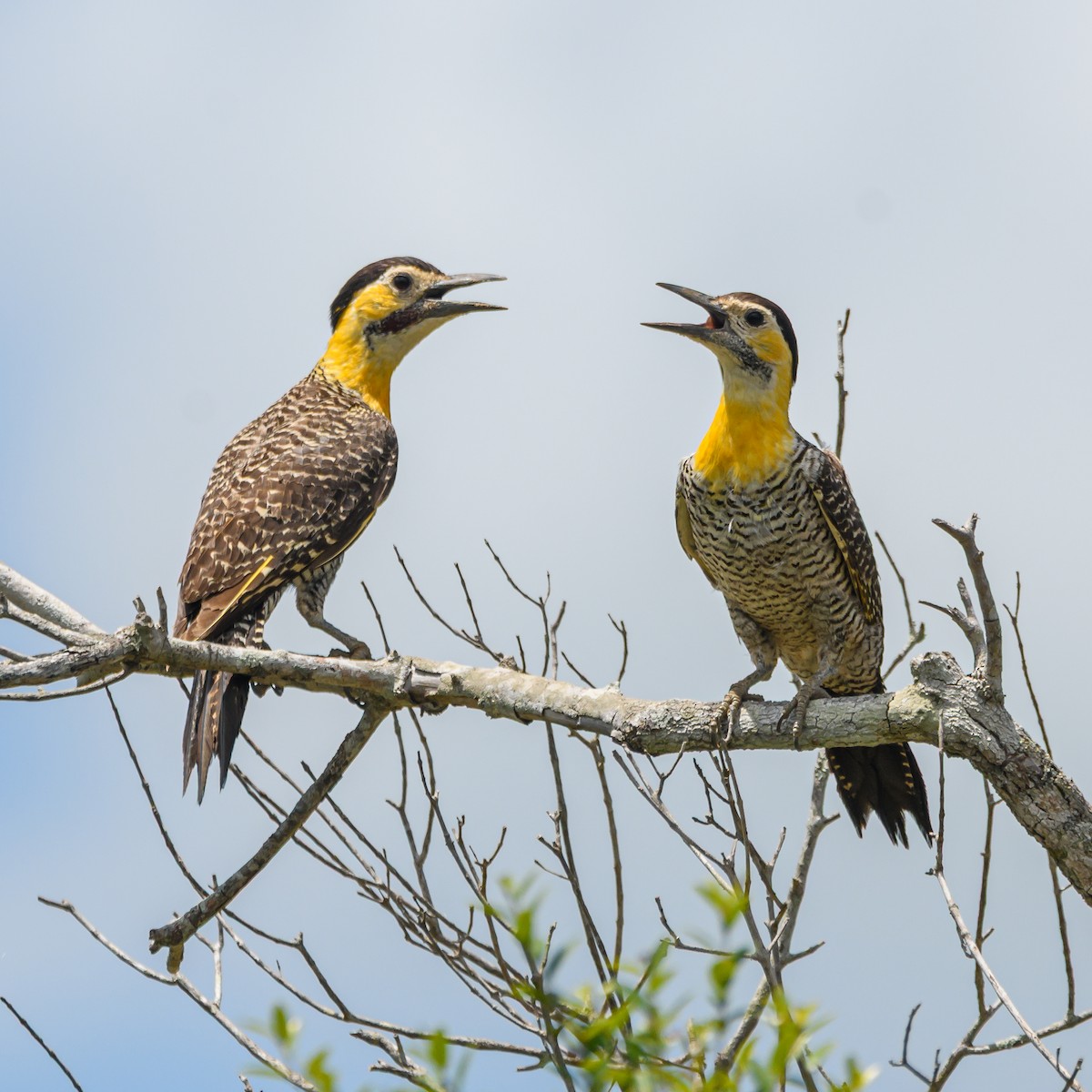 Campo Flicker - ML645965631