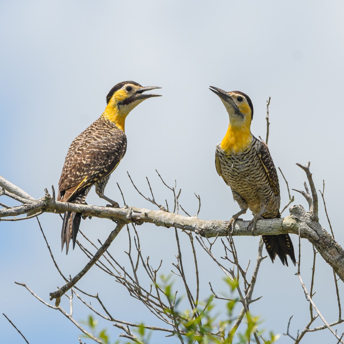 Campo Flicker - ML645965632