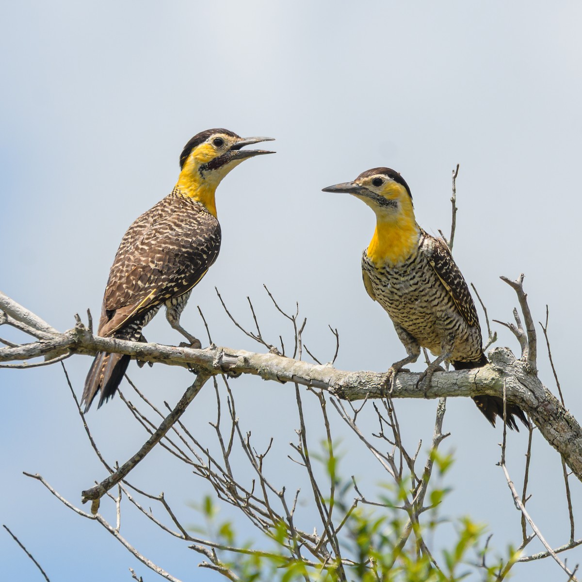 Campo Flicker - ML645965633