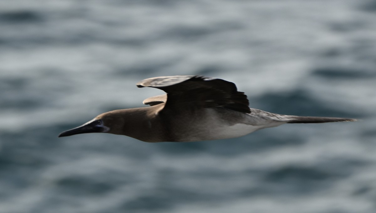 Сула червононога - ML645965634