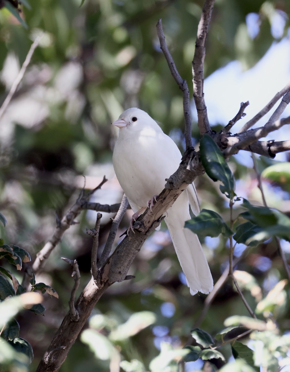 California Towhee - ML645965635