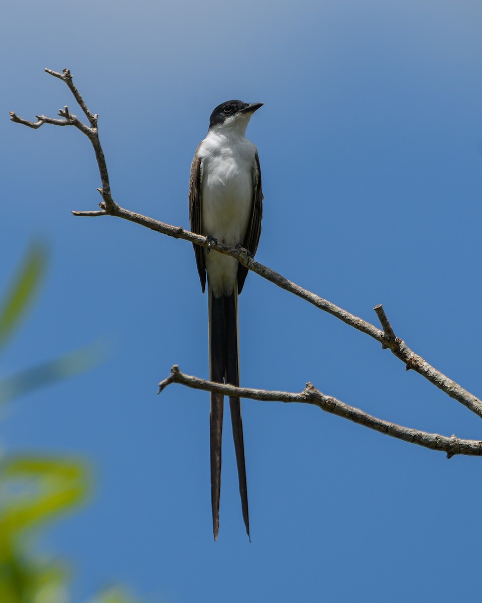 Fork-tailed Flycatcher - ML645965642