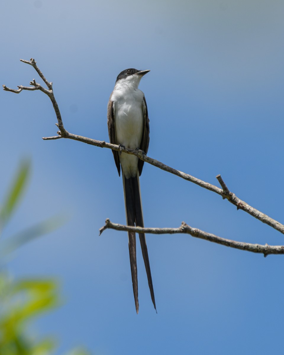 Fork-tailed Flycatcher - ML645965643