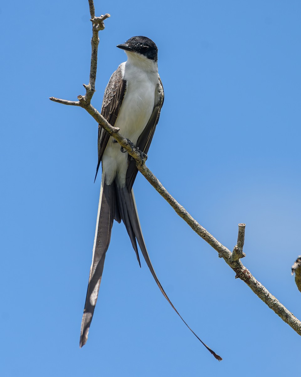 Fork-tailed Flycatcher - ML645965644