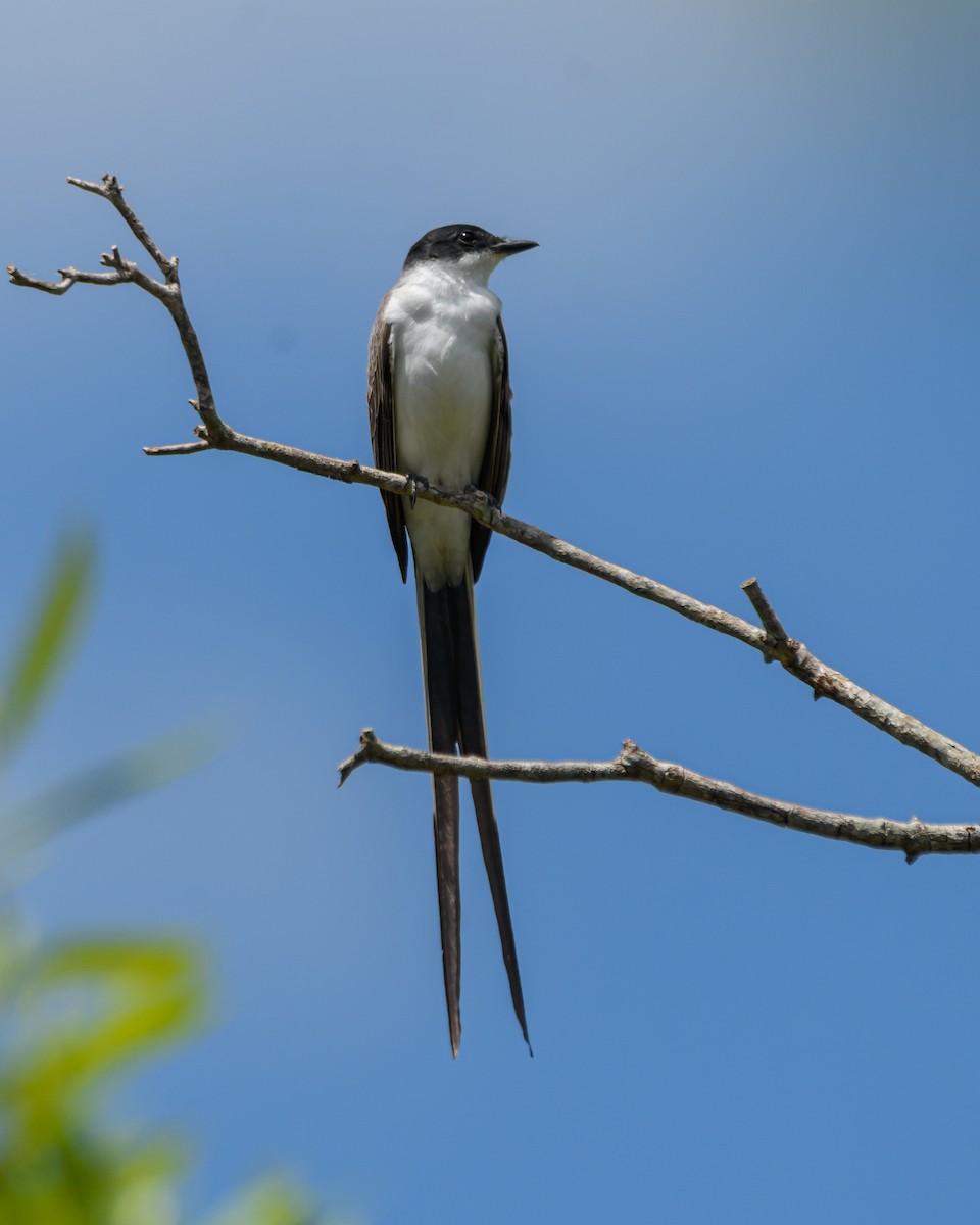 Fork-tailed Flycatcher - ML645965645