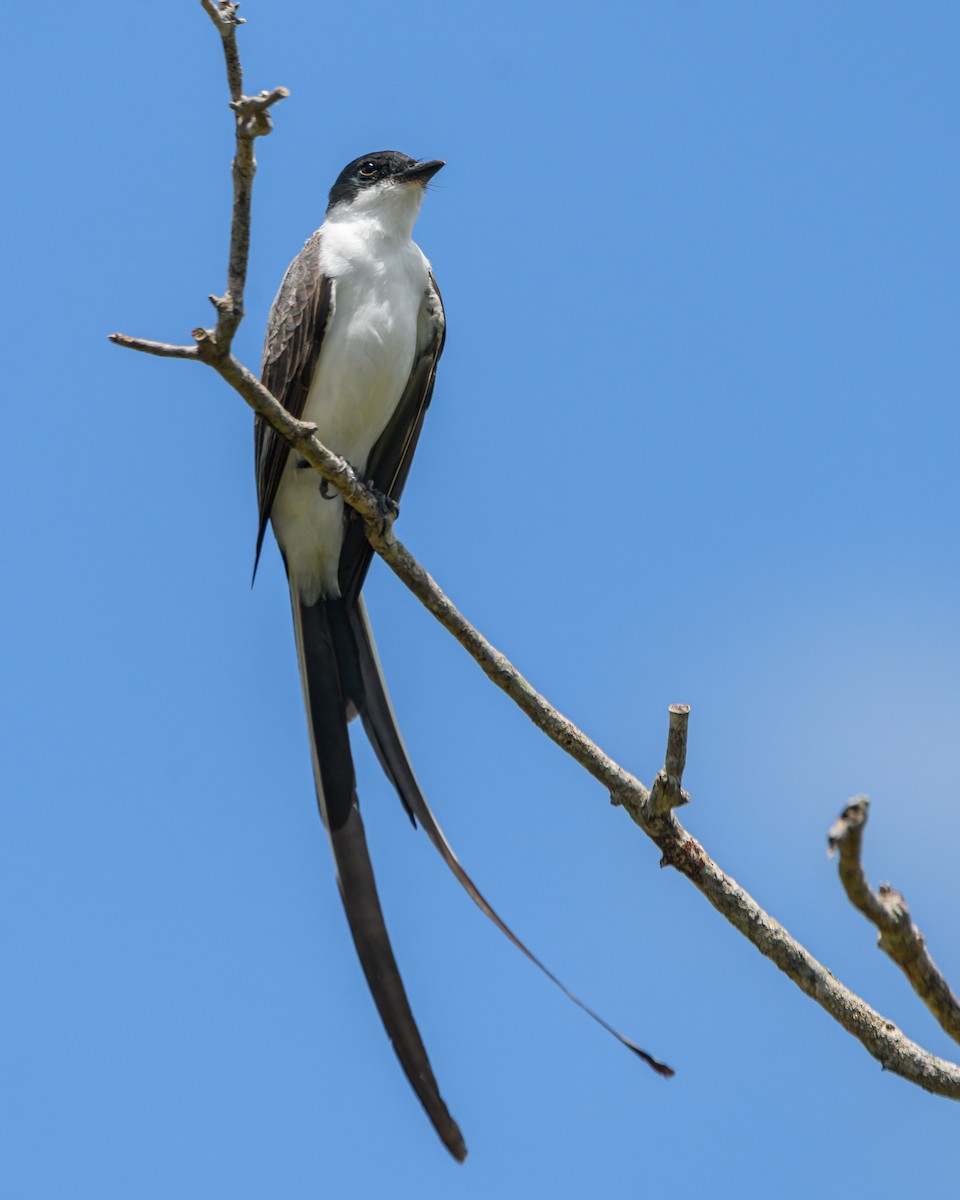 Fork-tailed Flycatcher - ML645965646