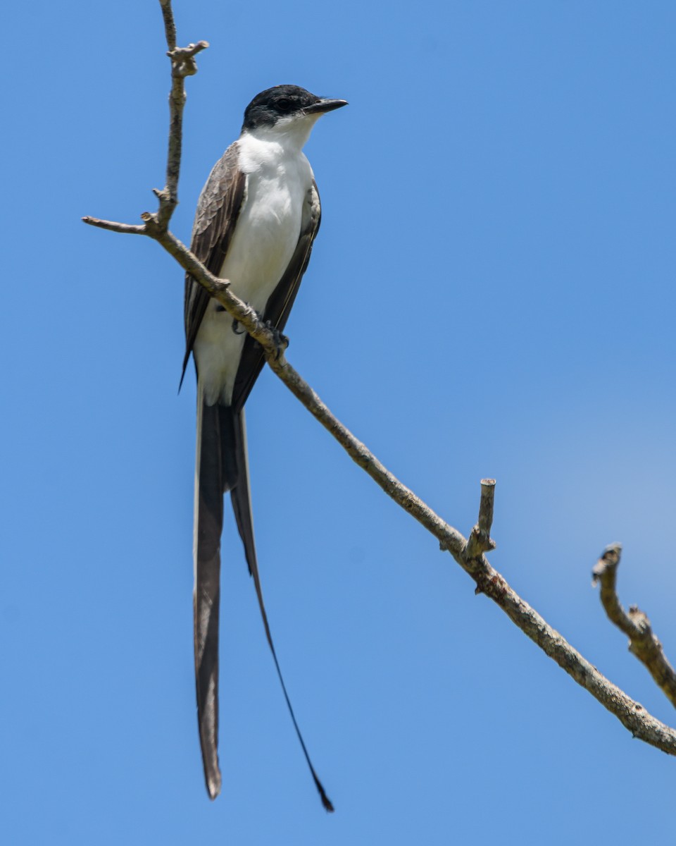 Fork-tailed Flycatcher - ML645965647