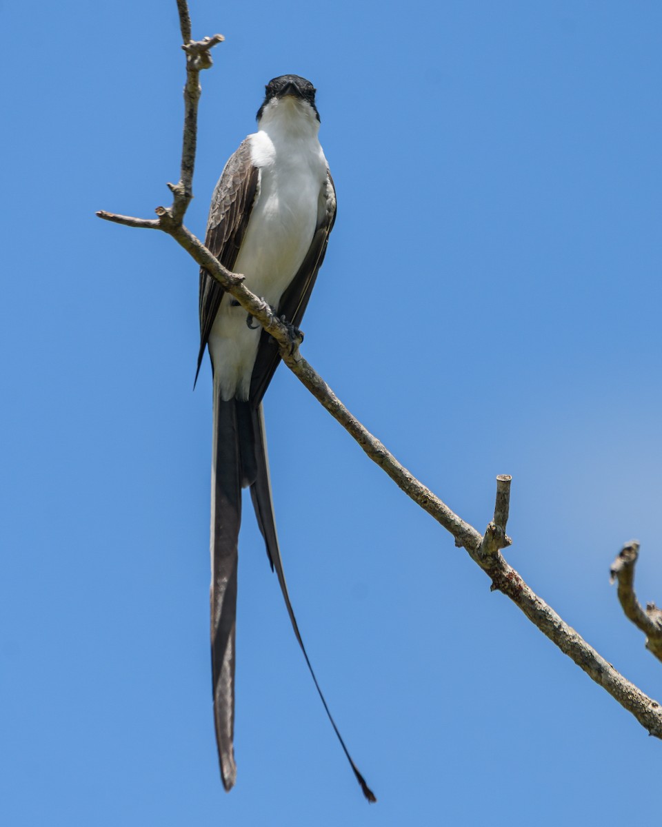 Fork-tailed Flycatcher - ML645965648