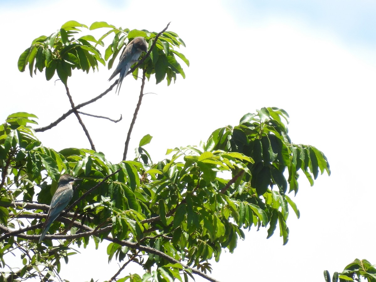 Blue-cheeked Bee-eater - ML645965650