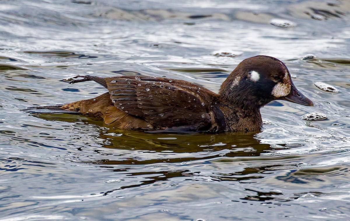 Harlequin Duck - ML645965652