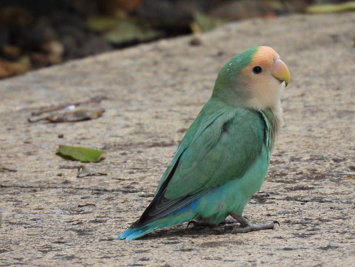 Rosy-faced Lovebird - ML645965667