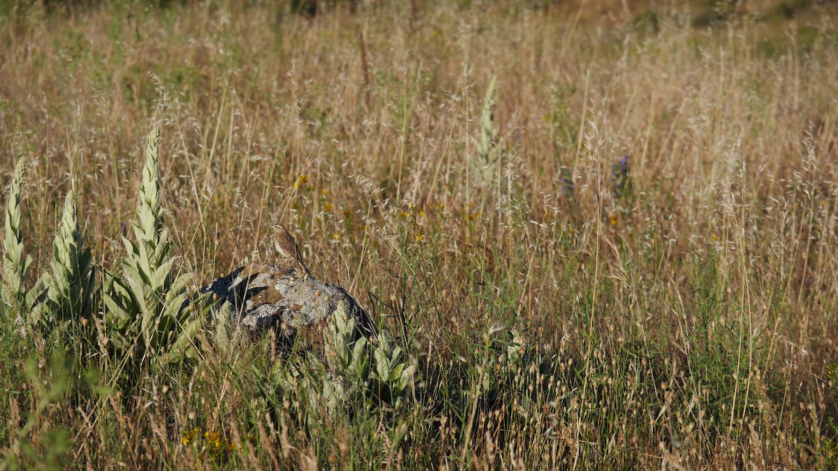 Australian Pipit - ML645965672