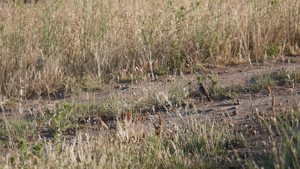 Australian Pipit - ML645965673
