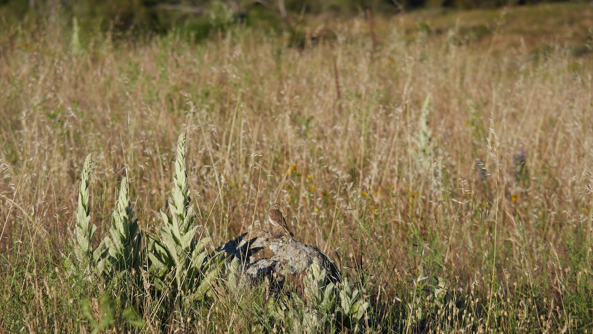 Australian Pipit - ML645965674
