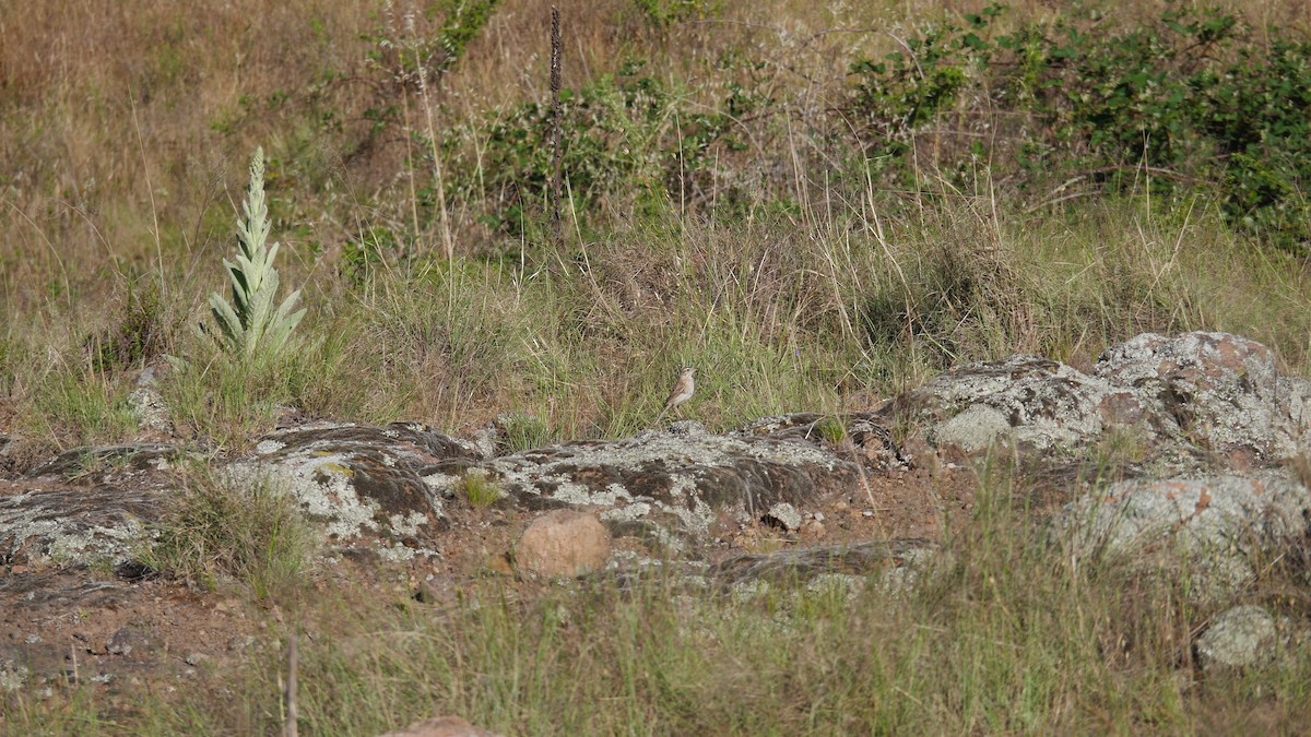 Australian Pipit - ML645965675