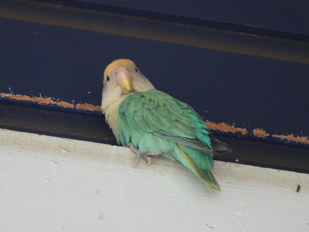 Rosy-faced Lovebird - ML645965676