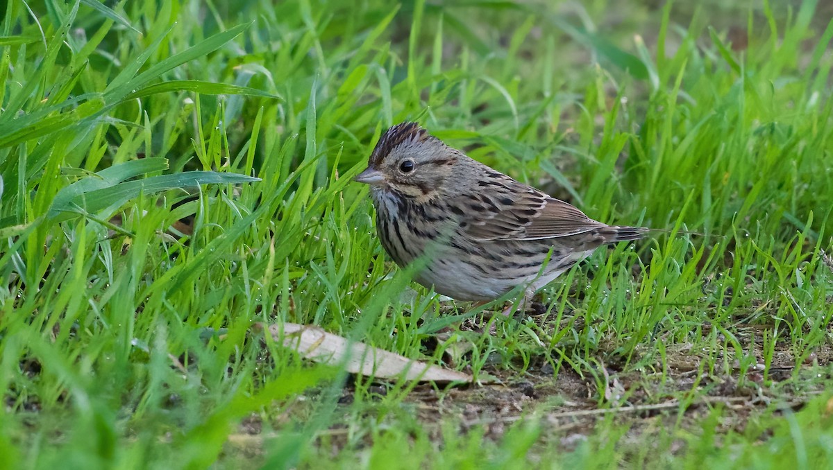 strnadec pruhohlavý - ML645965678