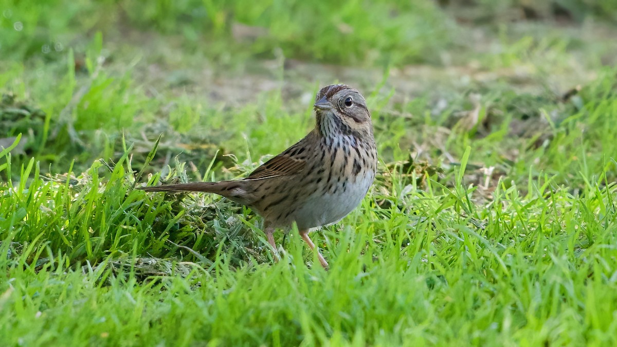 strnadec pruhohlavý - ML645965679