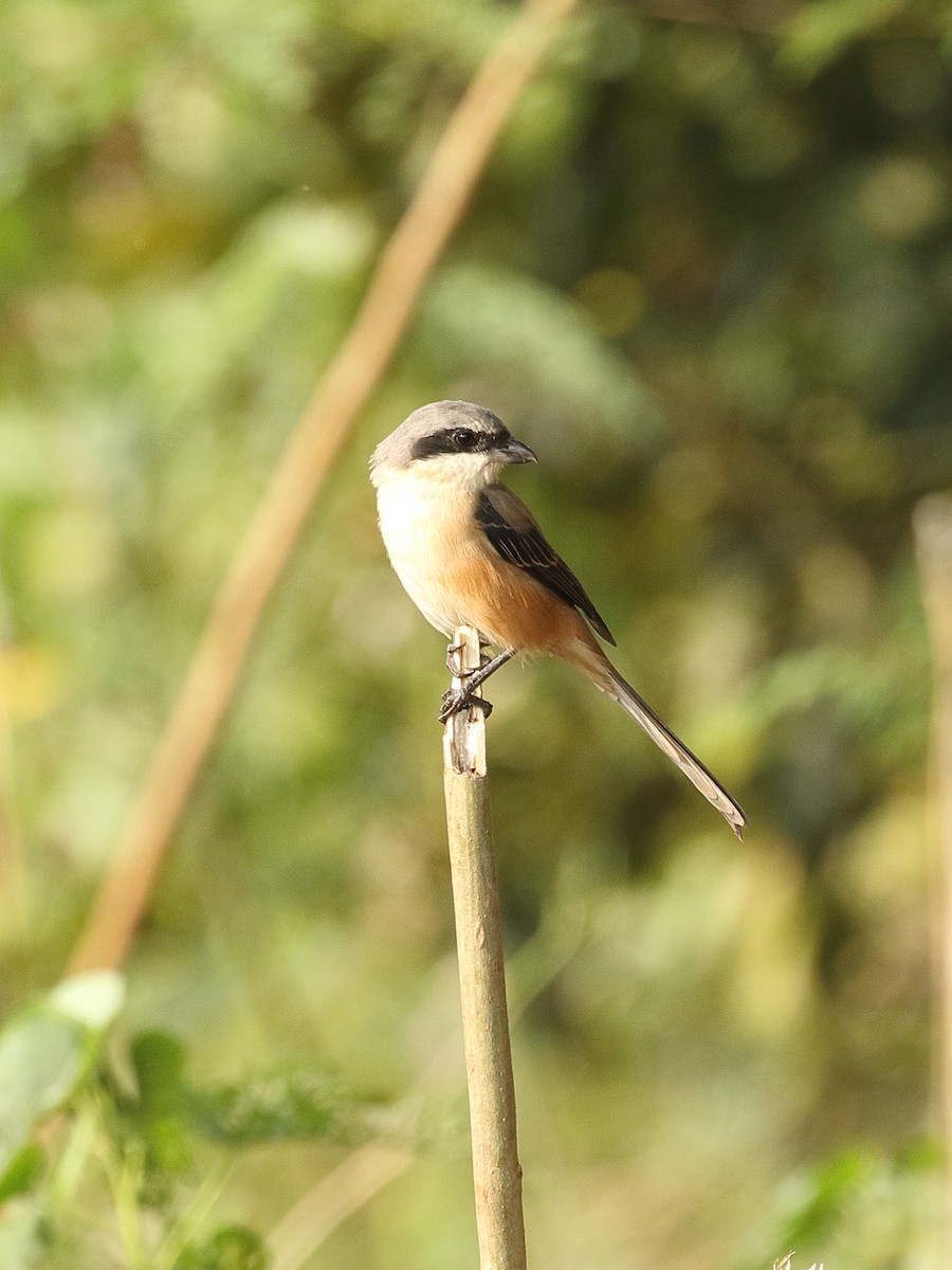 חנקן חלוד-גב - ML645965686
