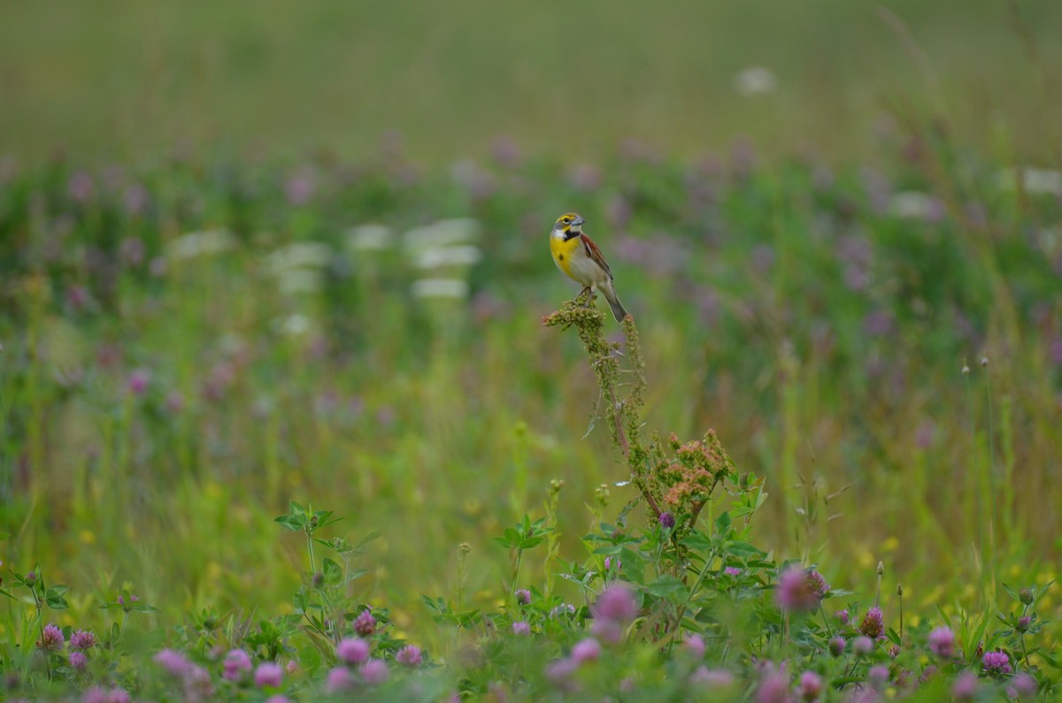 Dickcissel - ML645965692