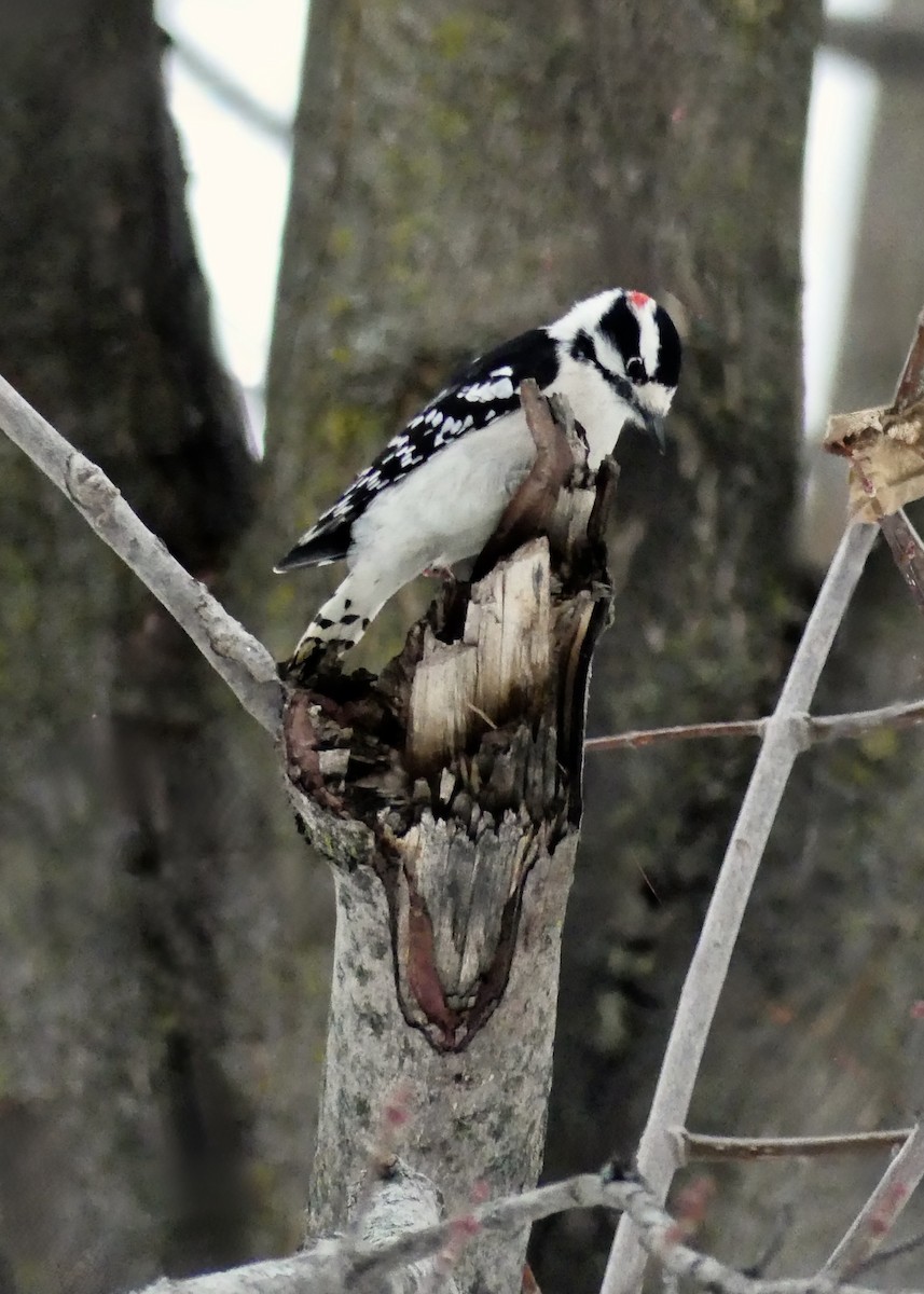 Downy Woodpecker - ML645965694
