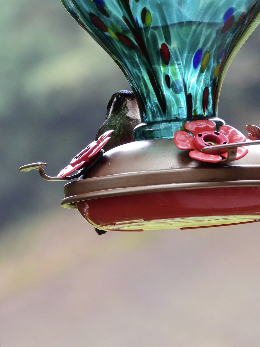 White-throated Mountain-gem - ML645965696