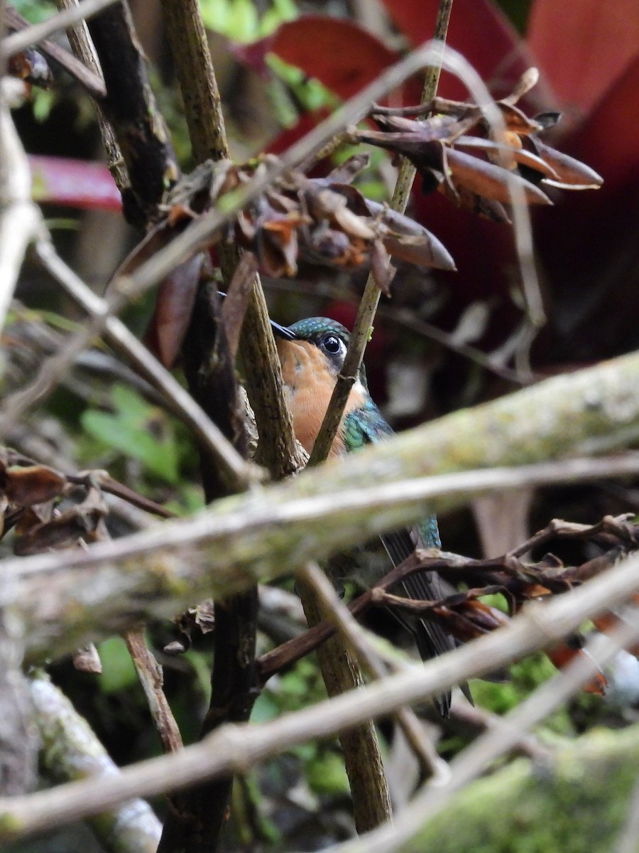 White-throated Mountain-gem - ML645965697