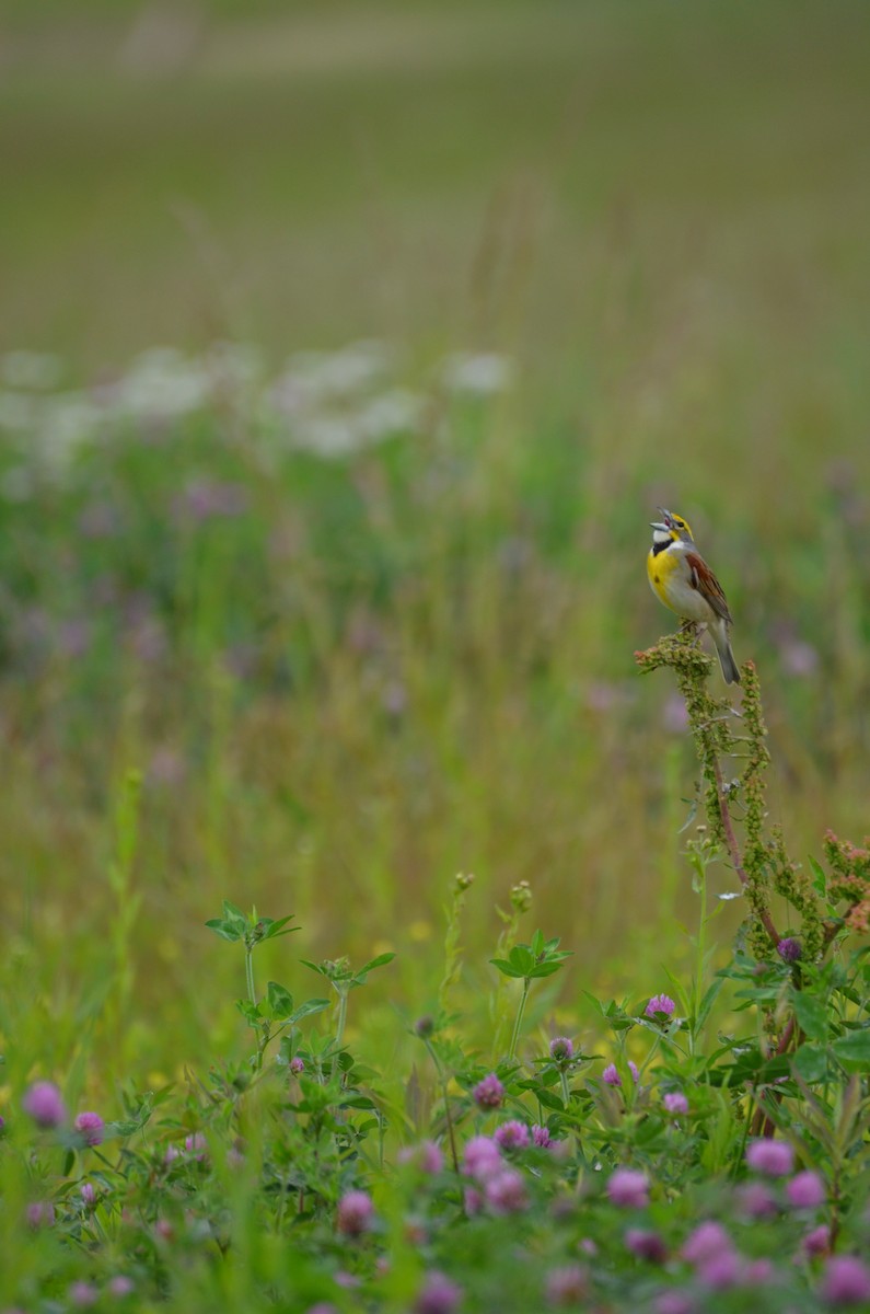 Dickcissel - ML645965699