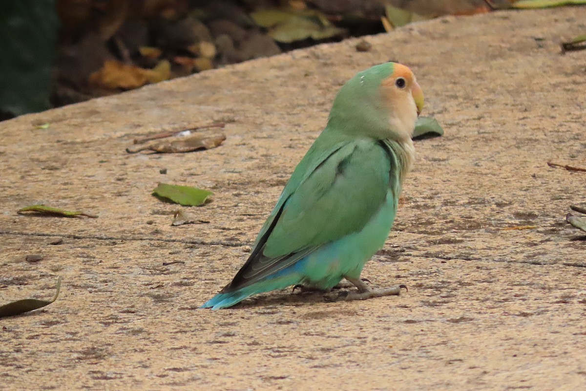 Agapornis musuarrosa - ML645965700