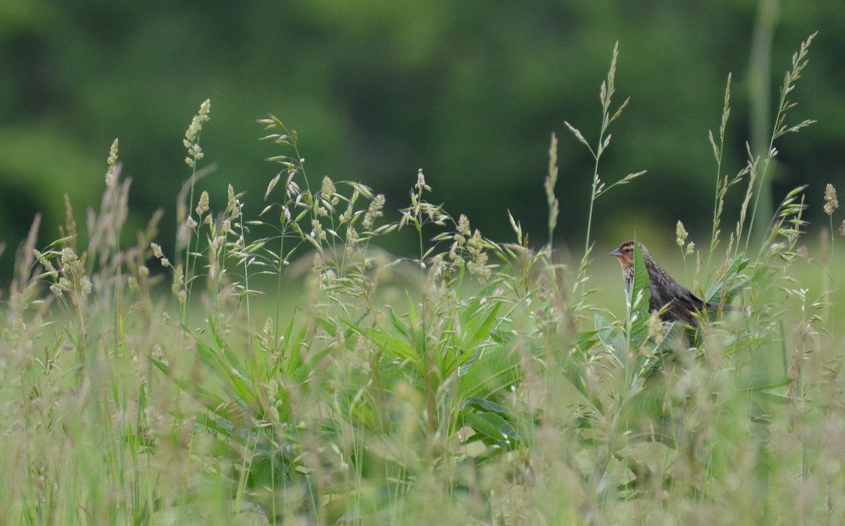 Red-winged Blackbird - ML645965701