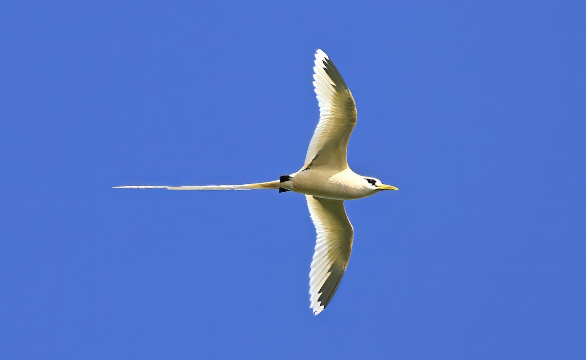 White-tailed Tropicbird (Golden) - ML645965702