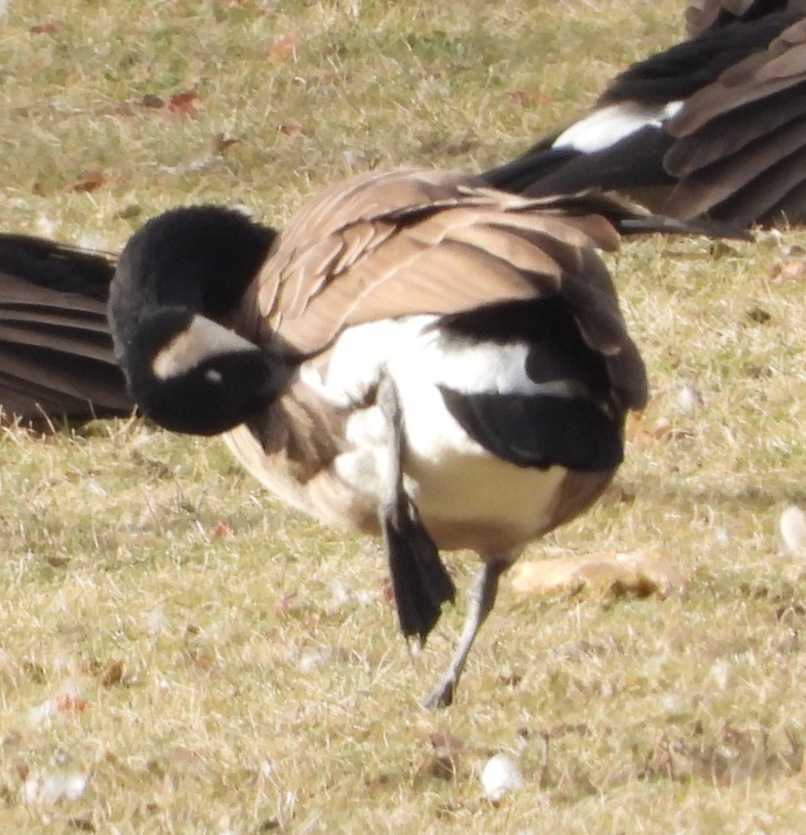 Branta kanadar handia - ML645965703