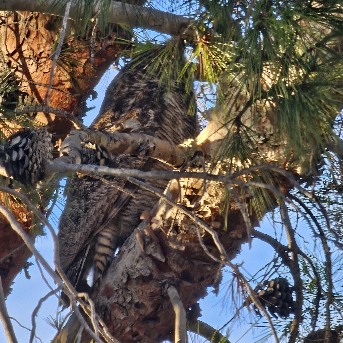 Hontz virginiarra - ML645965704