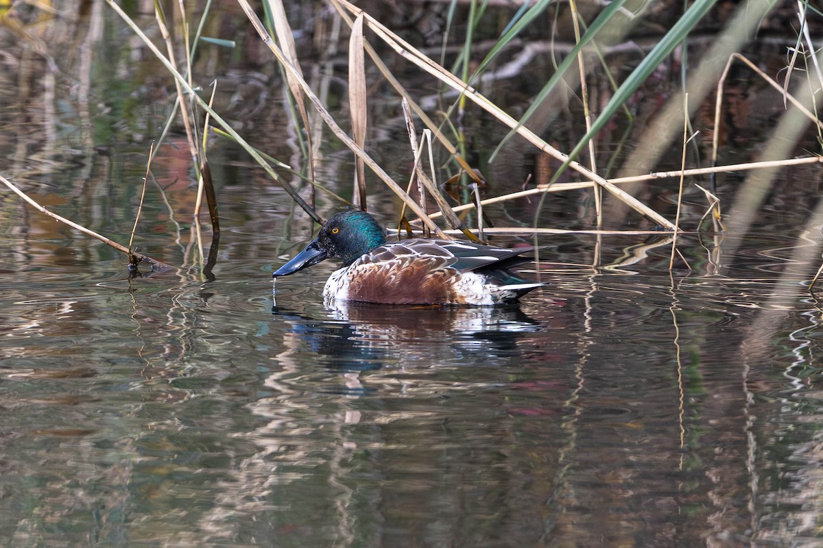 Ahate mokozabal zuria - ML645965706