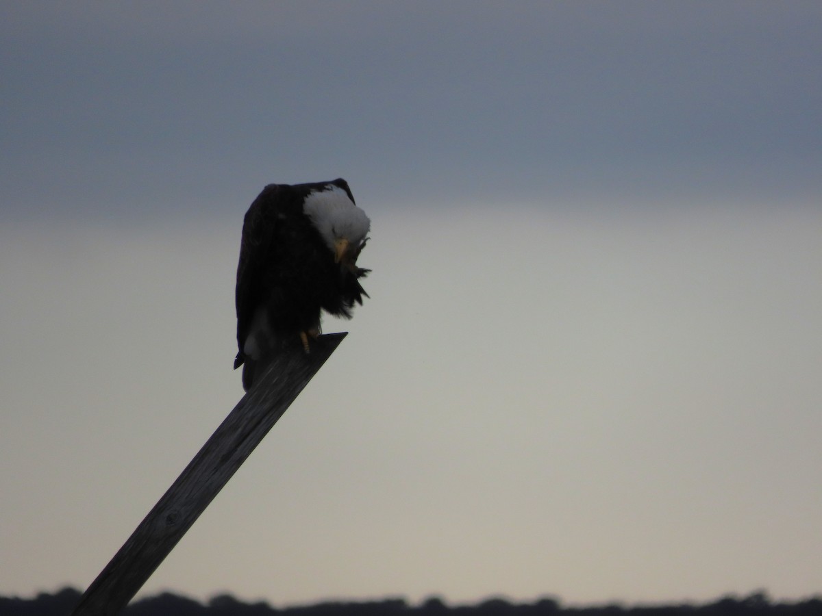 Itsas arrano buruzuria - ML645965708