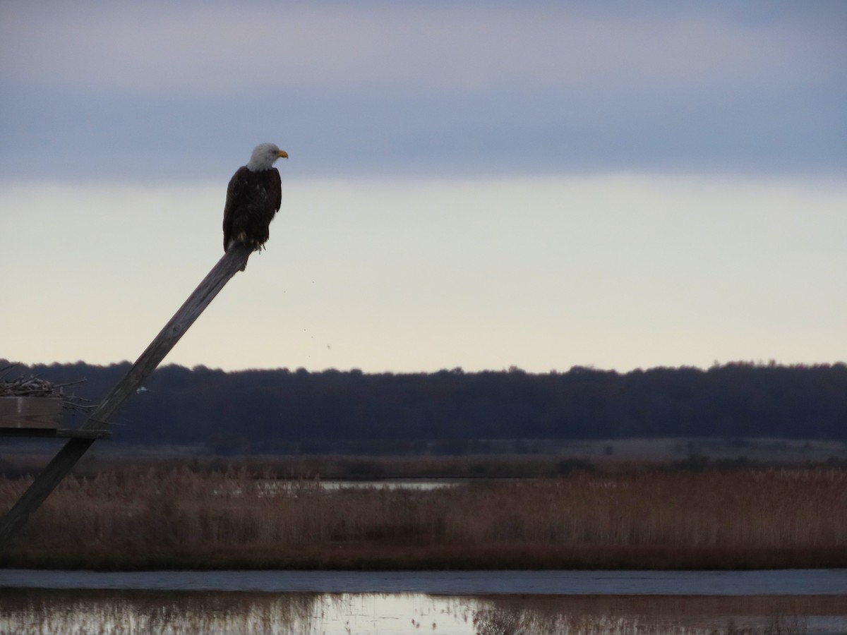 Itsas arrano buruzuria - ML645965710