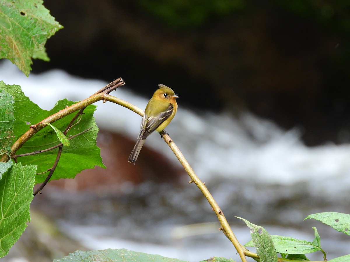 Tufted Flycatcher - ML645965711