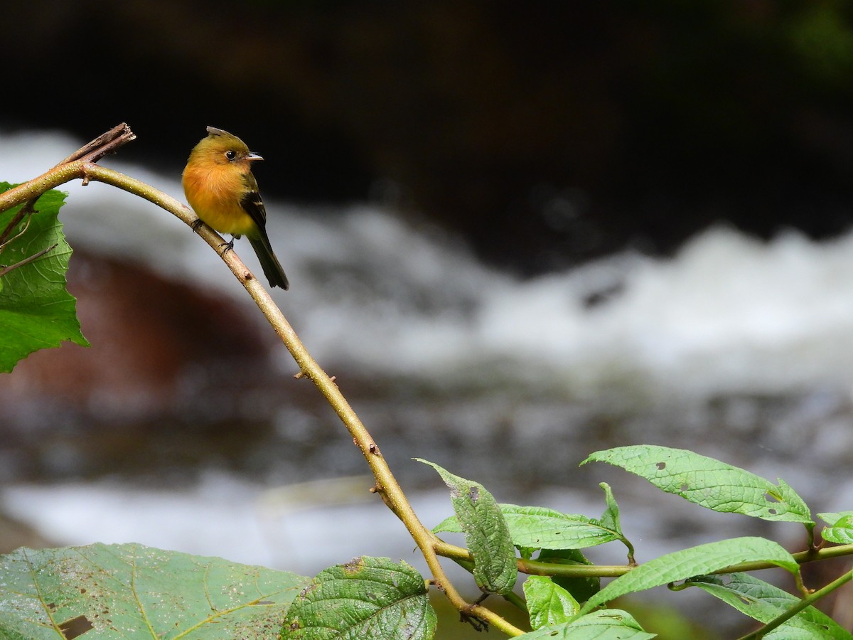 Tufted Flycatcher - ML645965712