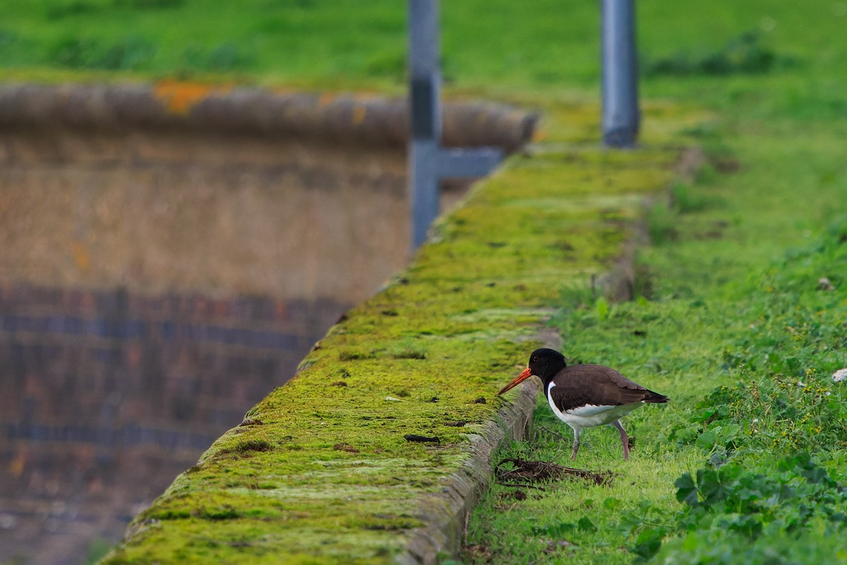 Itsas mika eurasiarra - ML645965713