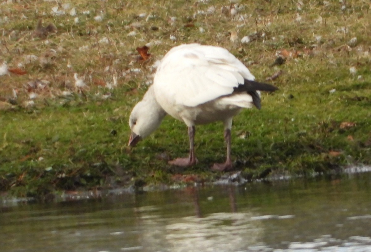 Ross antzara - ML645965718