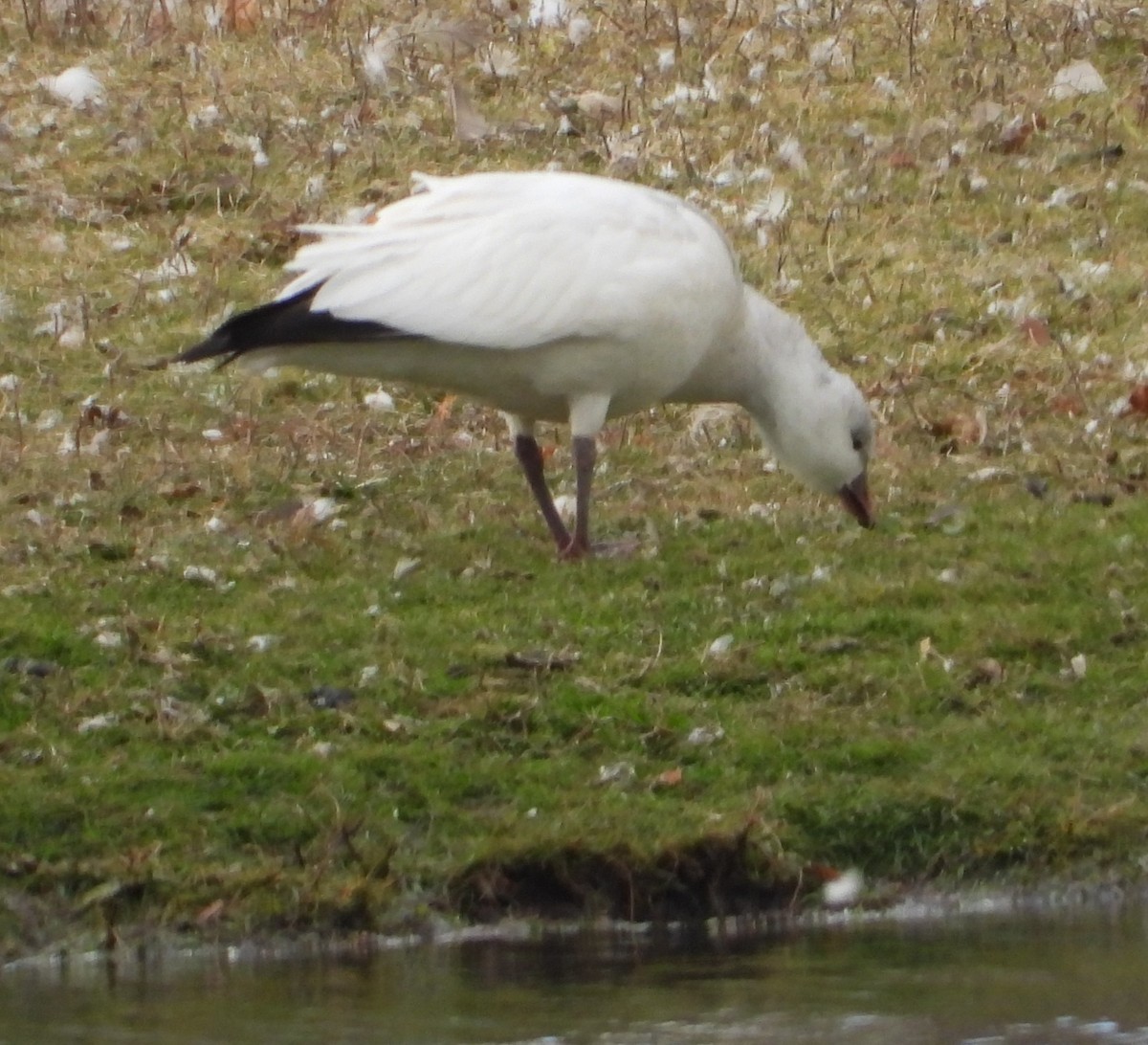 Ross antzara - ML645965719