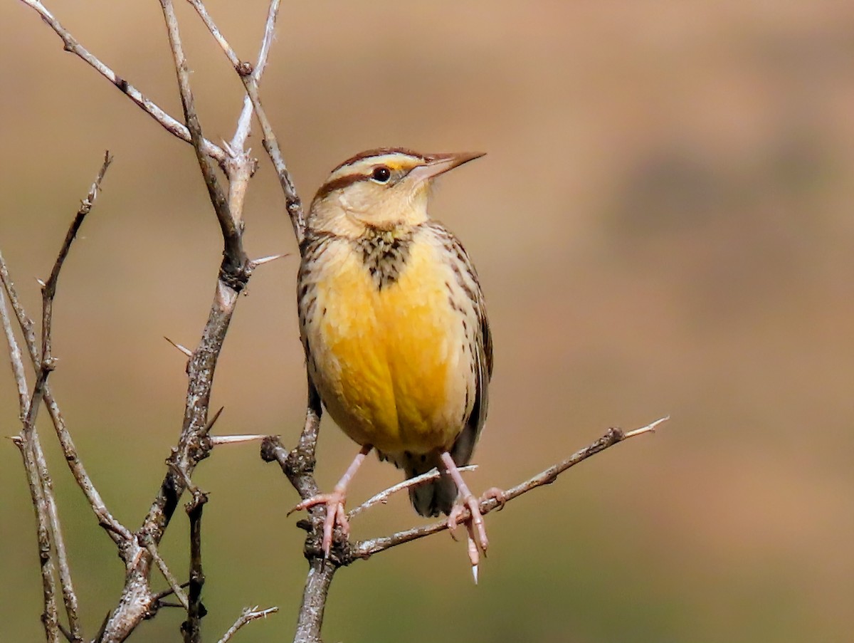 Chihuahuan Meadowlark - ML645965721