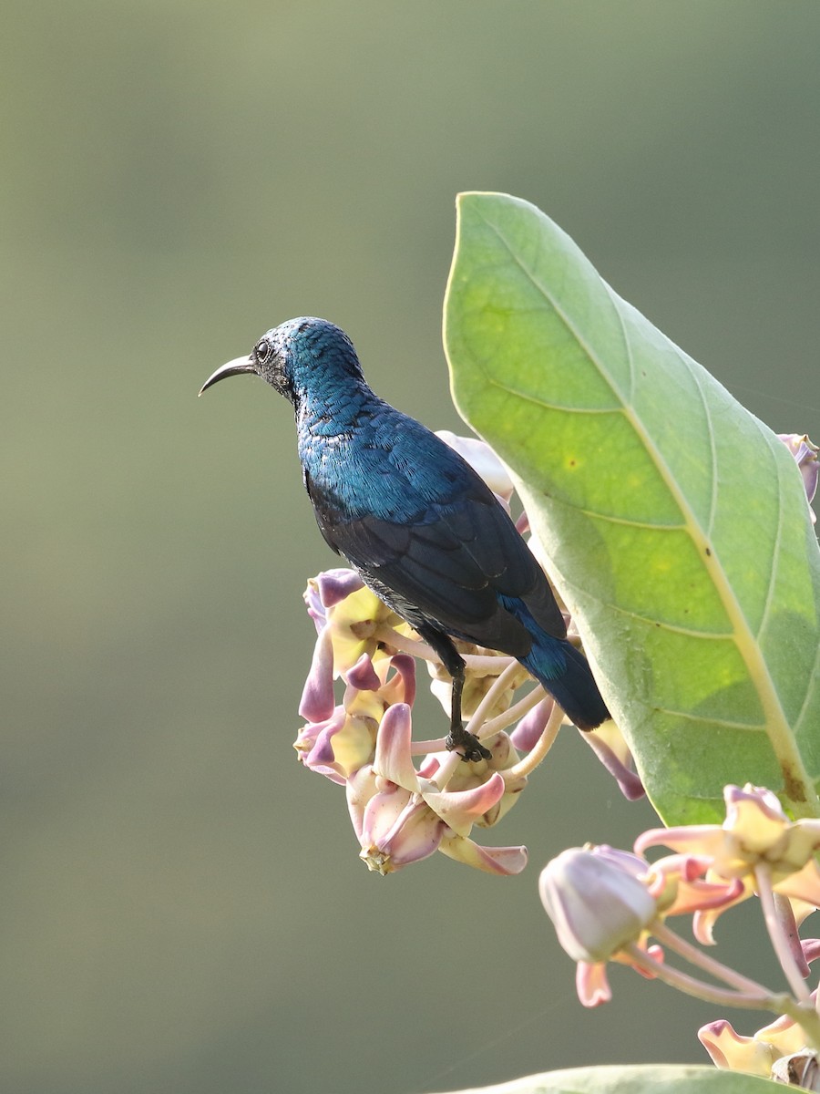 Purple Sunbird - ML645965723